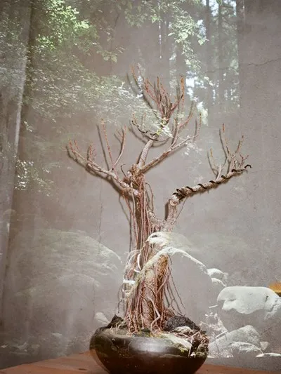 ubusuna 古荘本店