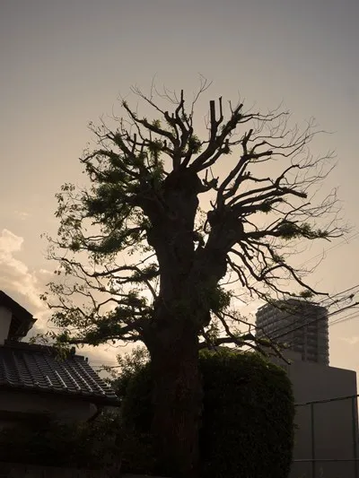 ubusuna 古荘本店